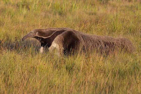 Anteater