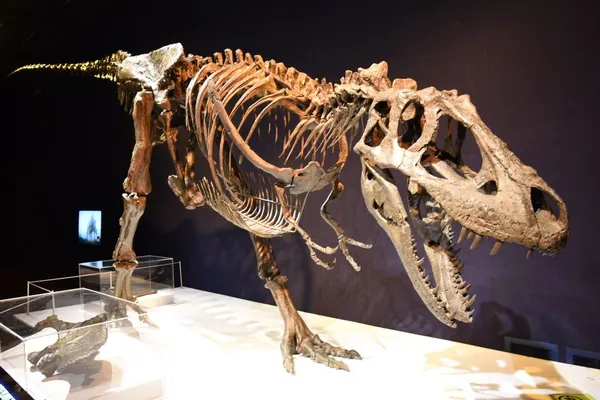 Daspletosaurus