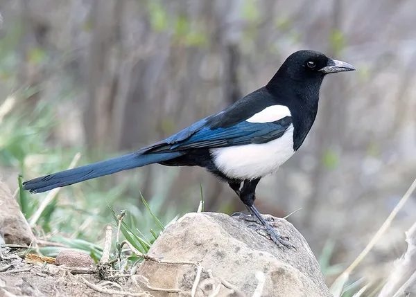 Black-billed magpie