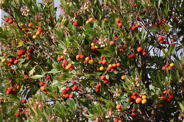 Arbutus unedo