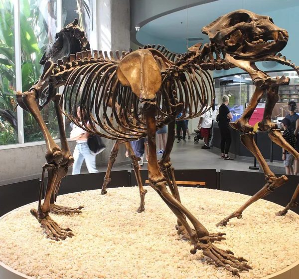 Arctodus