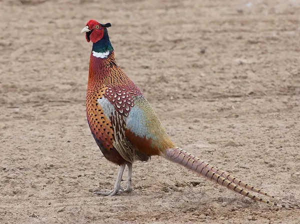 Common pheasant