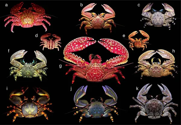 List of examples of convergent evolution