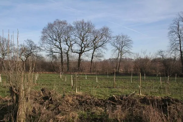 Afforestation