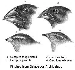Divergent evolution