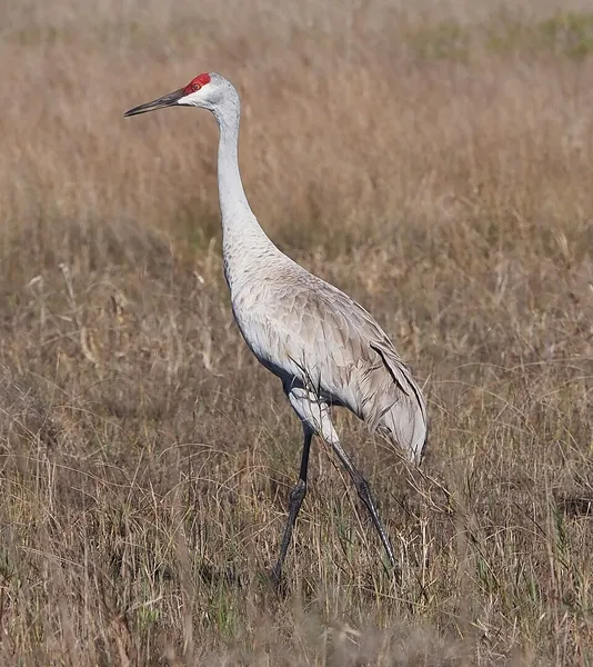 Crane (bird)