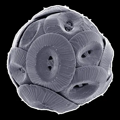 Biomineralization