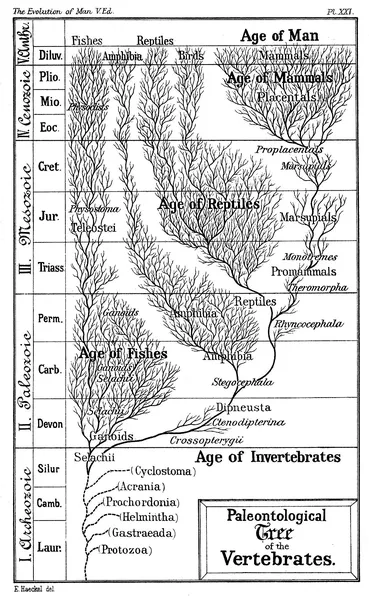 Introduction to evolution