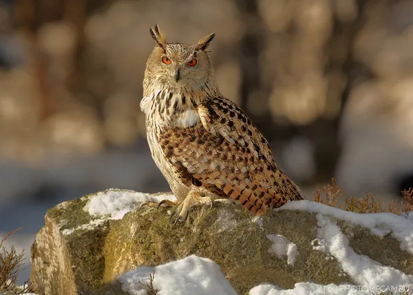 Eurasian eagle-owl