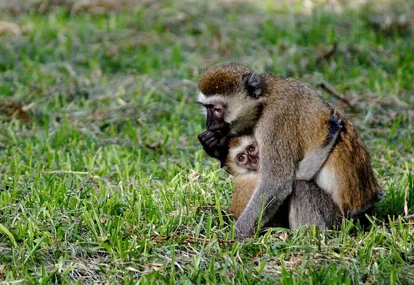 Alloparenting