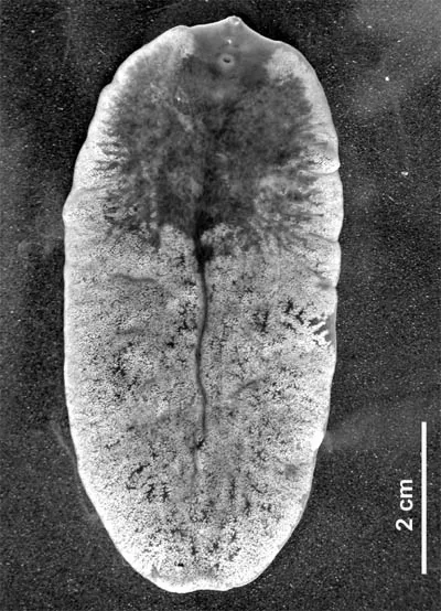 Fascioloides magna