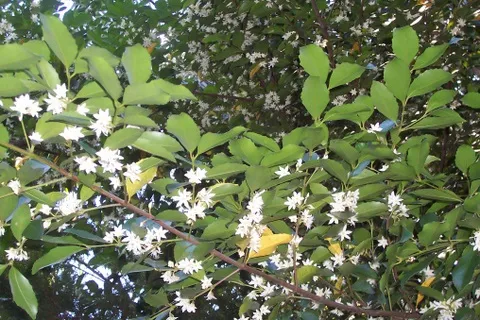 Doryphora