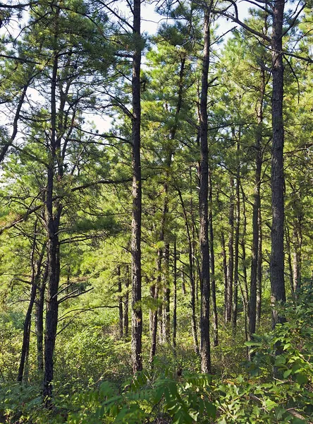 Albany Pine Bush