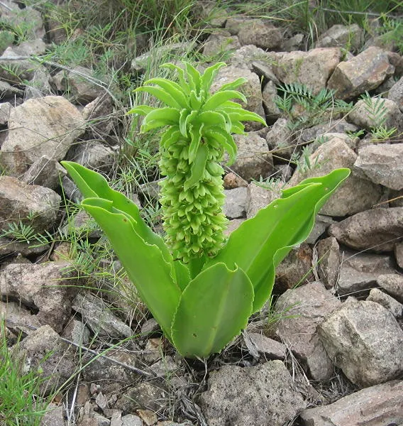 Eucomis autumnalis