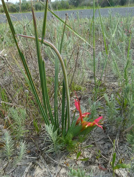 Babiana ringens