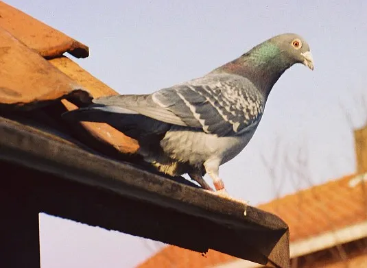 Homing pigeon