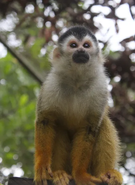 Black-crowned Central American squirrel monkey