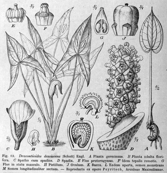 Dracontioides