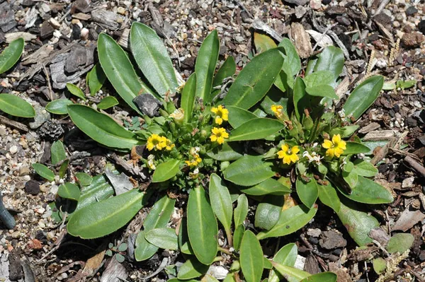 Goodenia montana