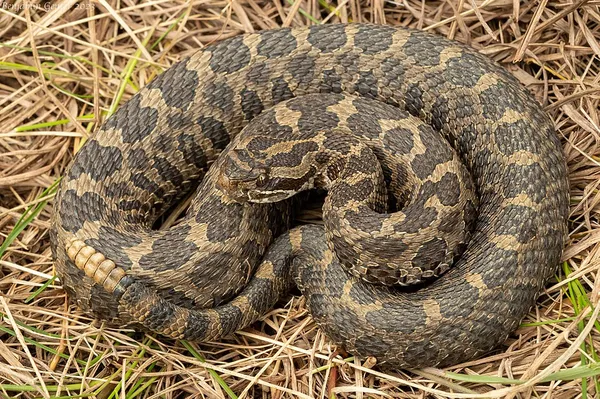 Eastern massasauga
