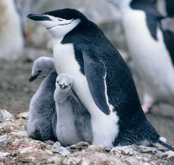 List of animals displaying homosexual behavior