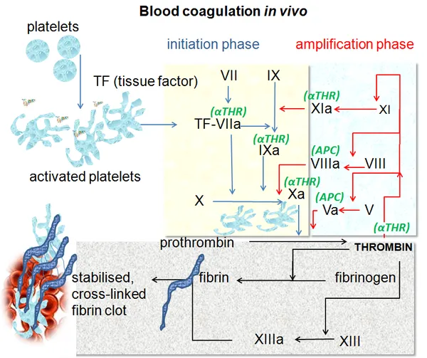 Coagulation