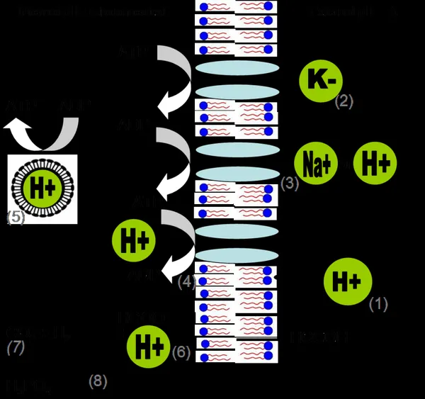 Acidophiles in acid mine drainage