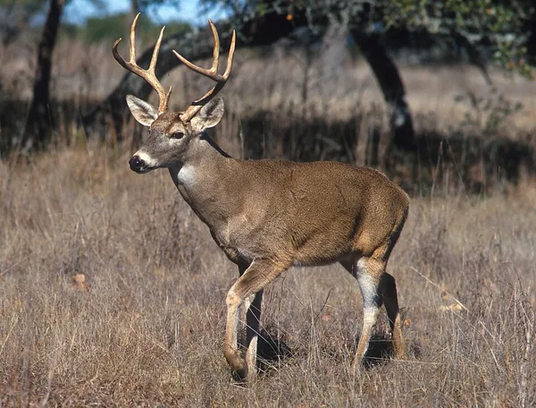 Fauna of Saskatchewan