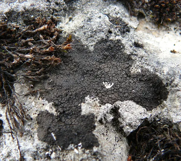 Verrucariaceae