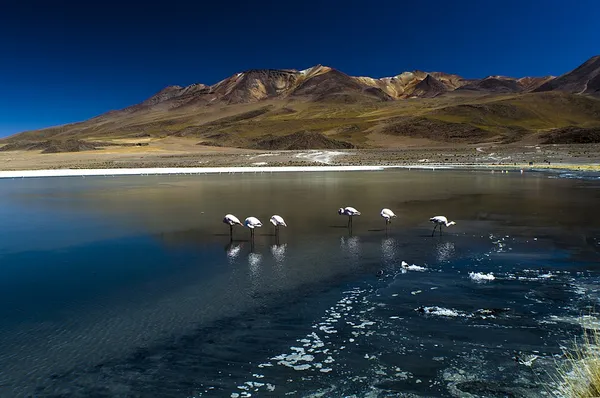 Eduardo Avaroa Andean Fauna National Reserve