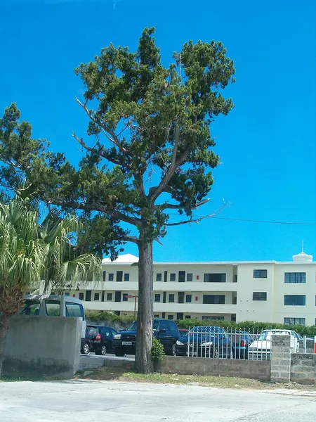 Ecology of Bermuda