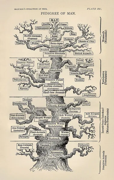 History of evolutionary thought