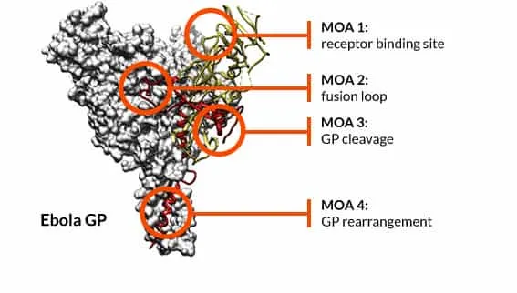 Epitope mapping