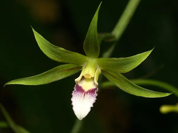 Eulophia