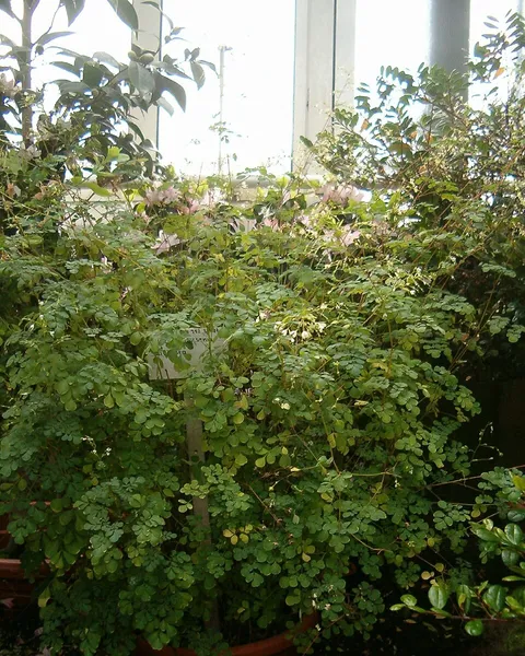 Boenninghausenia