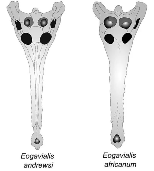 Eogavialis
