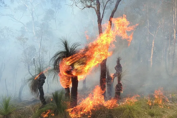 Fire-stick farming