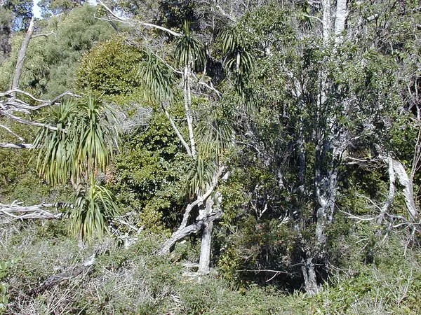 Dracaena aurea