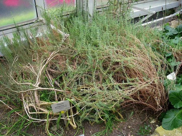Fabiana (plant)