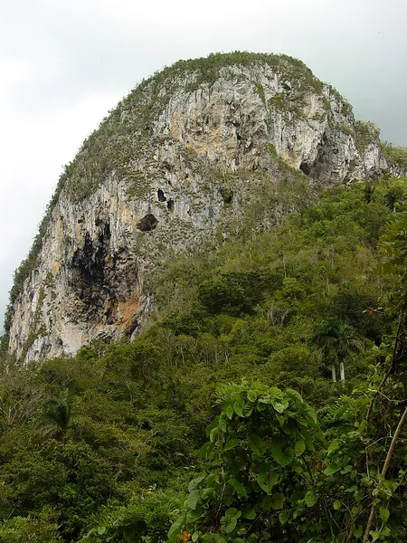Cuban dry forests