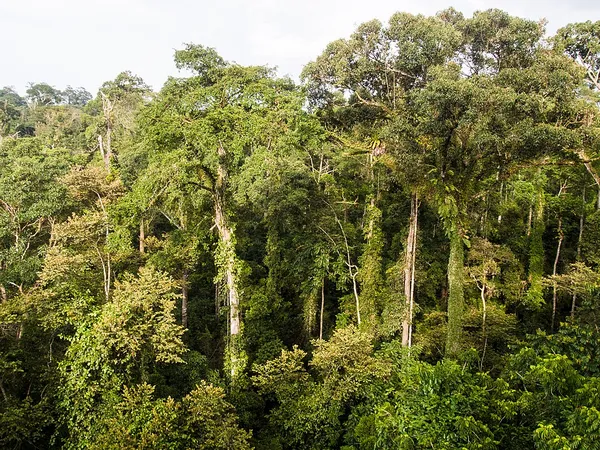 Borneo lowland rain forests