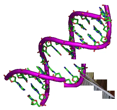 Genetically modified animal