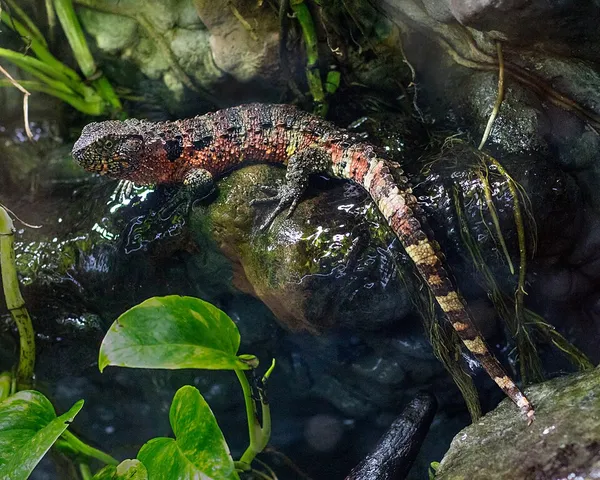 Chinese crocodile lizard