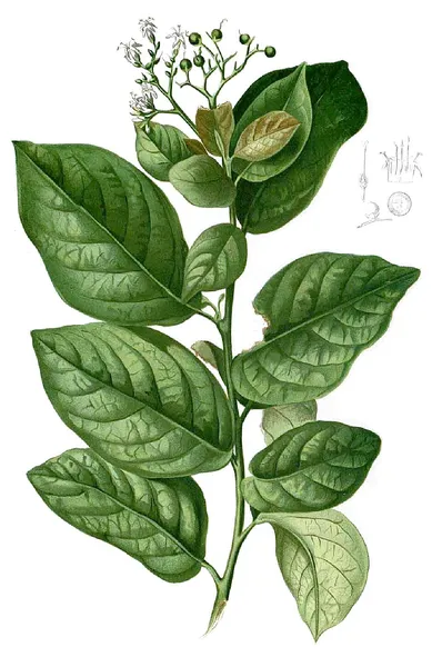 Ehretia