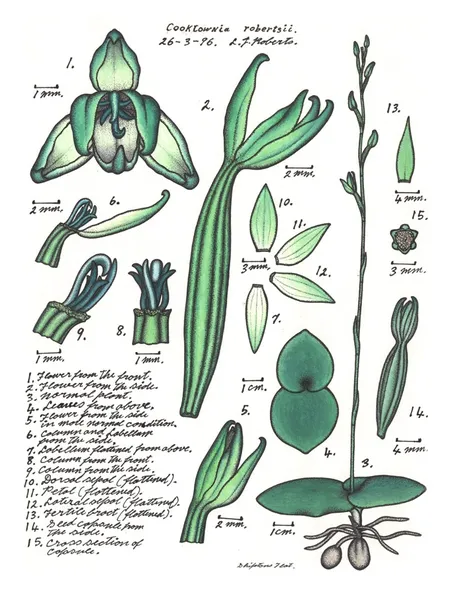 Cooktownia