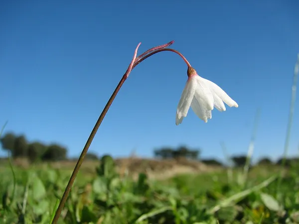 Acis (plant)