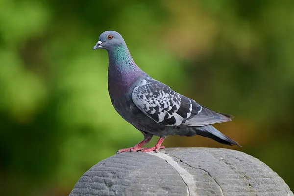 Feral pigeon