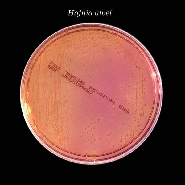 Hafnia (bacterium)