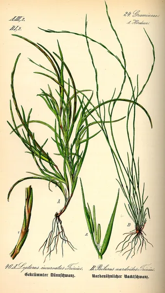Festuca incurva