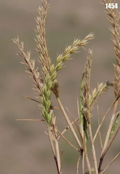 Festuca orientalis